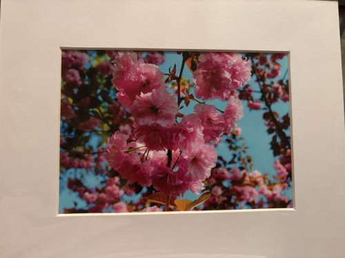 Cherry Blossoms I, Tidal Basin, DC