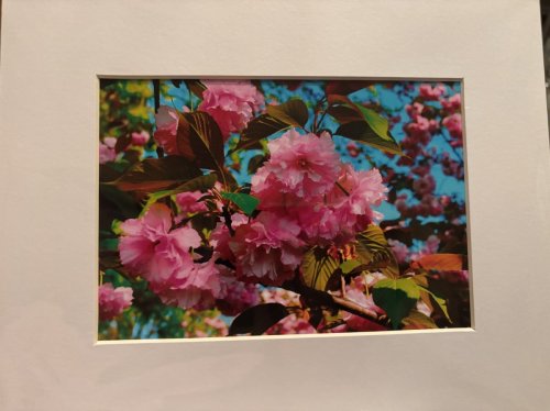 Cherry Blossoms 2, Tidal Basin, DC 